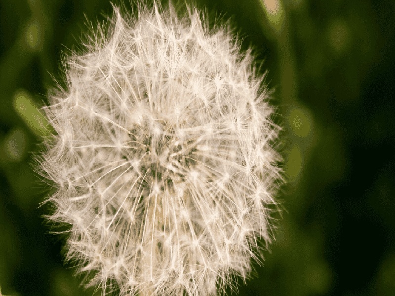 石家庄哪可以代怀,石家庄试管医生套路公关（试管流程指南最新）